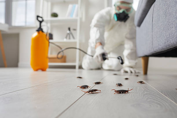 Commercial Rodent Management in Sheffield